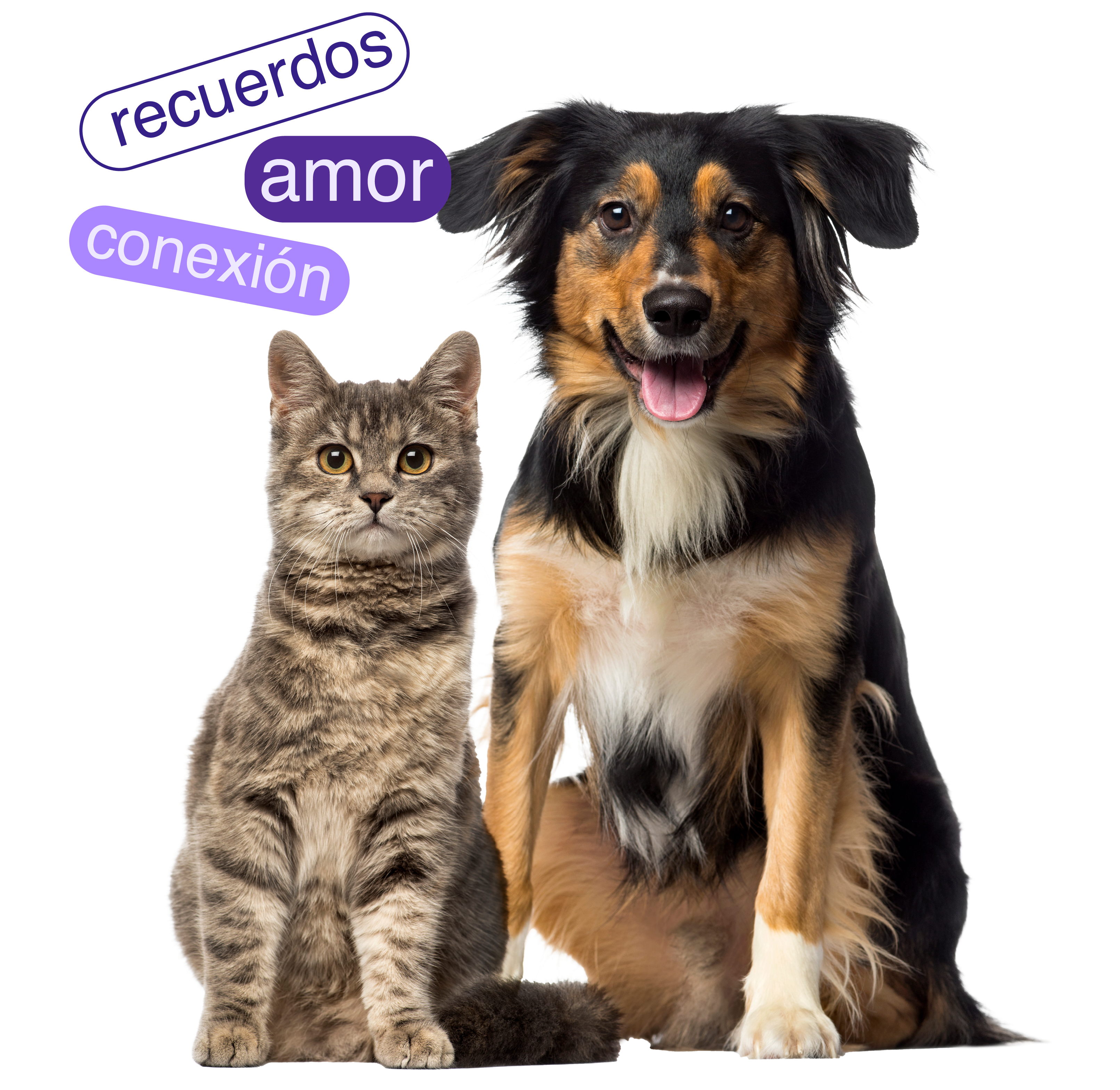 Mascotas